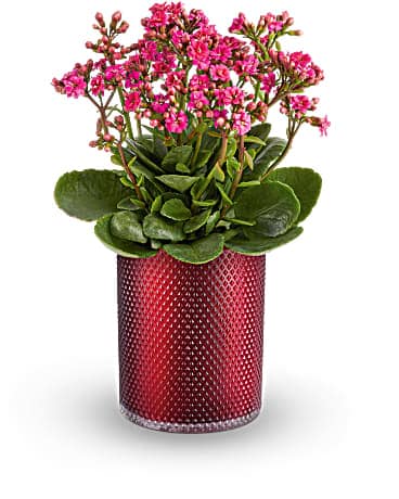 Standard size, 11 and a half inches height and 7 and a half inches wide.