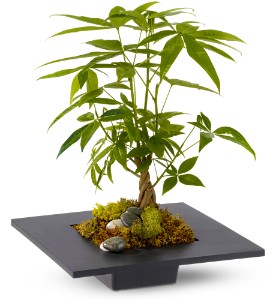 Money Tree in Hartley IA, Jackie's Floral Center