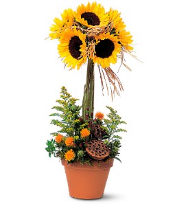Sunflower Topiary in Hartley IA, Jackie's Floral Center