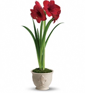 Teleflora's Merry Amaryllis in Hartley IA, Jackie's Floral Center