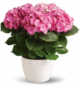 Happy Hydrangea - Pink in Hartley IA, Jackie's Floral Center
