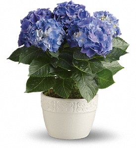 Happy Hydrangea - Blue in Hartley IA, Jackie's Floral Center