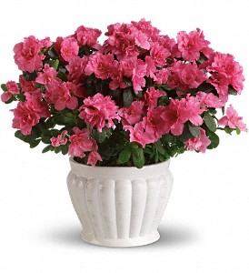 Pretty in Pink Azalea in Hartley IA, Jackie's Floral Center