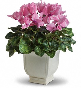 Sunny Cyclamen in Hartley IA, Jackie's Floral Center