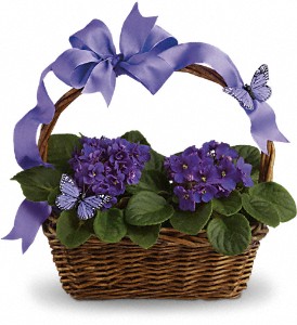 Violets And Butterflies in Hartley IA, Jackie's Floral Center