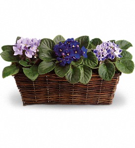 Sweet Violet Trio in Hartley IA, Jackie's Floral Center