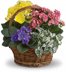 Spring Has Sprung Mixed Basket in Hartley IA, Jackie's Floral Center