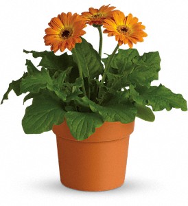 Rainbow Rays Potted Gerbera - Orange in Hartley IA, Jackie's Floral Center