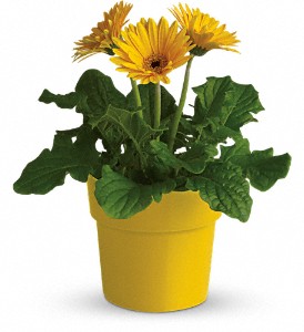Rainbow Rays Potted Gerbera - Yellow in Hartley IA, Jackie's Floral Center