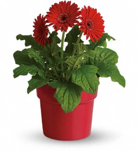 Rainbow Rays Potted Gerbera - Red in Hartley IA, Jackie's Floral Center