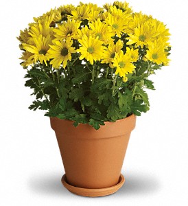 Sweet as a Daisy in Hartley IA, Jackie's Floral Center