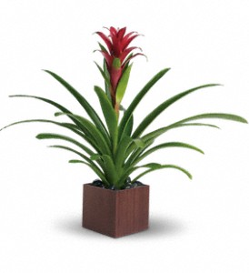 Teleflora's Bromeliad Beauty in Hartley IA, Jackie's Floral Center