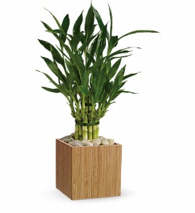 Teleflora's Good Luck Bamboo in Hartley IA, Jackie's Floral Center