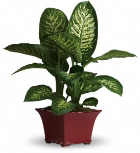 Delightful Dieffenbachia in Hartley IA, Jackie's Floral Center