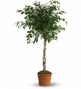 Towering Ficus in Hartley IA, Jackie's Floral Center