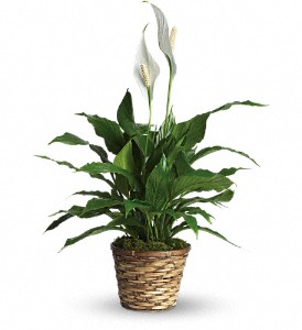 Simply Elegant Spathiphyllum - Small in Hartley IA, Jackie's Floral Center