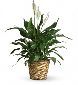 Simply Elegant Spathiphyllum - Medium in Hartley IA, Jackie's Floral Center