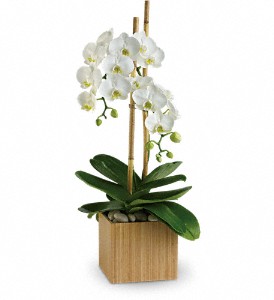 Teleflora's Opulent Orchids in Hartley IA, Jackie's Floral Center