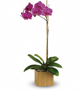 Teleflora's Imperial Purple Orchid in Hartley IA, Jackie's Floral Center