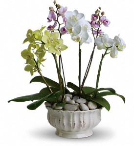 Regal Orchids in Hartley IA, Jackie's Floral Center
