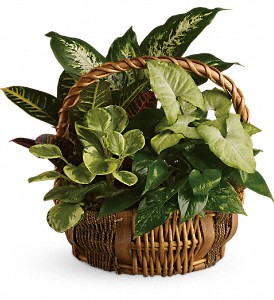 Emerald Garden Basket in Hartley IA, Jackie's Floral Center
