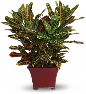 Stately Croton in Hartley IA, Jackie's Floral Center