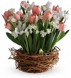 Tulip Song in Hartley IA, Jackie's Floral Center
