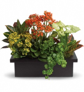 Stylish Plant Assortment in Hartley IA, Jackie's Floral Center