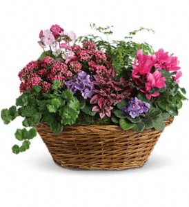 Simply Chic Mixed Plant Basket in Hartley IA, Jackie's Floral Center