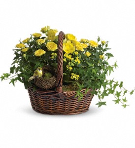 Yellow Trio Basket in Hartley IA, Jackie's Floral Center