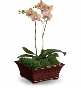 Divine Orchid in Hartley IA, Jackie's Floral Center