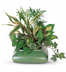 Small Garden Dish in Hartley IA, Jackie's Floral Center