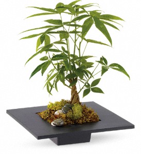 Money Tree in Hartley IA, Jackie's Floral Center