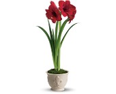Teleflora's Merry Amaryllis in Hartley IA, Jackie's Floral Center