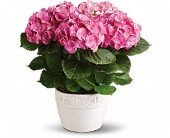 Happy Hydrangea - Pink in Hartley IA, Jackie's Floral Center