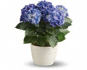 Happy Hydrangea - Blue in Hartley IA, Jackie's Floral Center