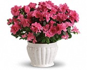 Pretty in Pink Azalea in Hartley IA, Jackie's Floral Center