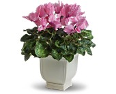 Sunny Cyclamen in Hartley IA, Jackie's Floral Center