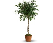 Towering Ficus in Hartley IA, Jackie's Floral Center