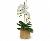 Teleflora's Opulent Orchids in Hartley IA, Jackie's Floral Center