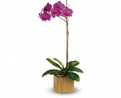 Teleflora's Imperial Purple Orchid in Hartley IA, Jackie's Floral Center