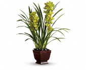 Teleflora's Splendid Orchids in Hartley IA, Jackie's Floral Center