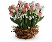 Tulip Song in Hartley IA, Jackie's Floral Center